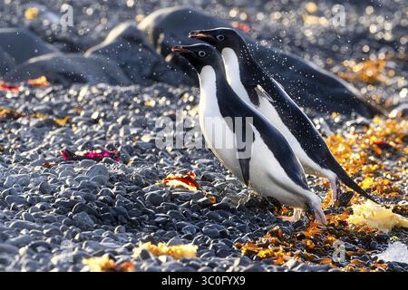 Vue de deux manchots Adelie debout fièrement au milieu de la côte rocheuse, parsemée d'algues, sous la lumière du soleil antarctique, Seymour Island, Antarctique. Banque D'Images