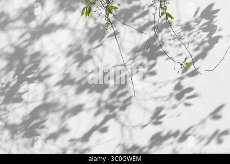 Feuilles naturelles d'un jeune cerisier, sakura ou pommier avec un fond d'ombre, ombres des feuilles et des branches d'un arbre tombant sur un blanc Banque D'Images