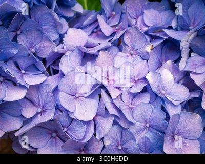 Une photographie détaillée en gros plan montre un groupe de fleurs d'hortensia. Les fleurs présentent une nuance moyenne de bleu avec des variations de ton notables Banque D'Images