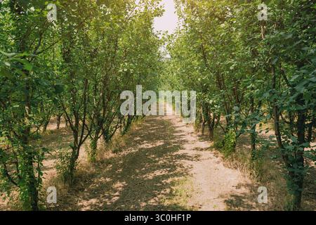 La lumière du soleil filtre à travers les feuilles des noisetiers bordant un chemin dans un verger, créant une scène agricole sereine Banque D'Images
