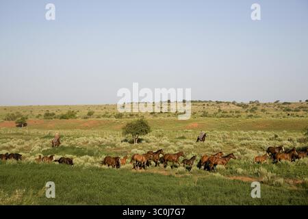 2 février 2012 - New York, New York, États-Unis - femmes à cheval avec troupeau de chevaux dans rural Field, Texas, États-Unis (crédit image : © Novo images/Glasshouse via ZUMA Wire) Banque D'Images