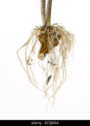 28 août 2011 - New York, New York, États-Unis - Konjak Root and Stem (crédit image : © Novo images/Glasshouse via ZUMA Wire) Banque D'Images