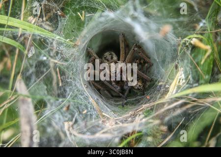 araignée labyrinthe gros plan dans la toile d'entonnoir Banque D'Images