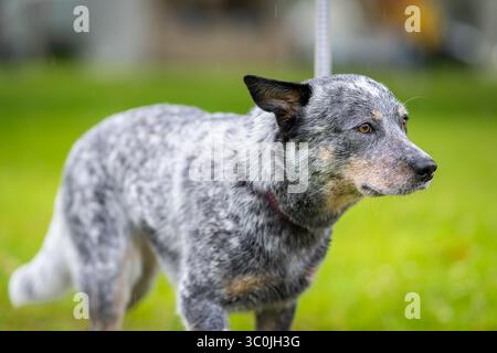 Bétail australien chien marchant dans un parc pendant une journée humide et pluvieuse. Blue Heeler gros plan sur le chien de boucherie australien. Banque D'Images