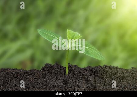 Evolution de la croissance des plantes de la graine à la jeune fille. Les jeunes plants verts poussent à partir du sol riche en lumière du soleil. Croissance de l'entreprise, succès, développement et Banque D'Images