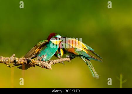 Mangeurs d'abeilles colorés avec abeille dans son bec tout en étant perchés sur la branche d'arbre pendant l'été en Bulgarie Banque D'Images