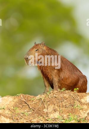 Gros plan d'un Capybara debout sur une rive d'une rivière au Pantanal, Brésil Banque D'Images