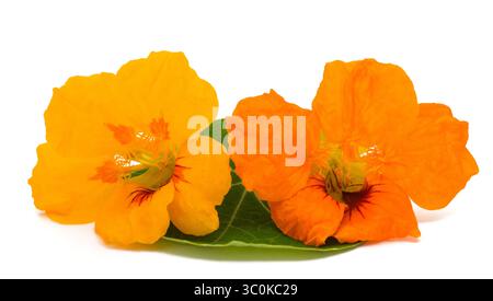 Fleurs de nasturtium isolées sur fond blanc Banque D'Images