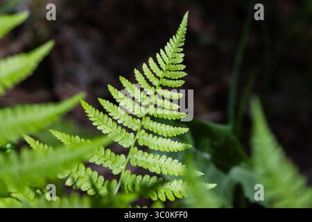 Une feuille de fougère vert brillant capturée avec une mise au point nette avec un fond de forêt diffuse, soulignant ses détails complexes et sa couleur vibrante Banque D'Images