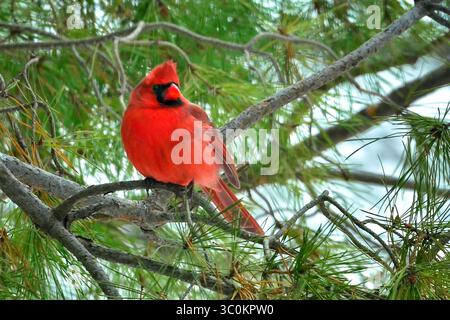Gros plan d'un Cardinal du Nord rouge vif perché dans une douce lumière hivernale, mettant en valeur un plumage éclatant et des détails en plumes Banque D'Images