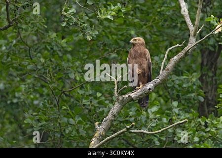 Femelle petit aigle tacheté (Clanga pomarina) perché sur une branche. Banque D'Images