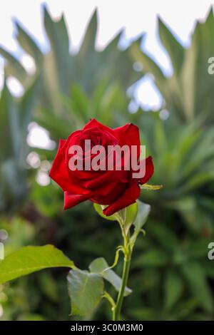 Rose rouge vif en fleur, avec des pétales denses et veloutés. La tige verte mince se plie légèrement, tandis que l'arrière-plan est un doux flou de tons verts Banque D'Images