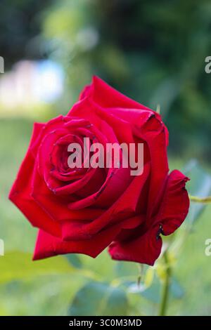 Rose rouge vif en fleur, avec des pétales denses et veloutés. Le fond légèrement flou dans les tons de vert améliore la beauté de la fleur Banque D'Images