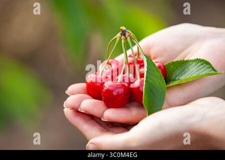 Cerises fraîches à la main avec des feuilles vertes, gros plan le jour d'été dans le jardin. Concept de récolte naturelle. Banque D'Images