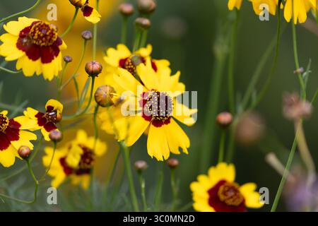 Coreopsis basalis , Golden Wave Coreopsis une fleur sauvage rouge et jaune qui pousse dans le jardin de Californie Banque D'Images