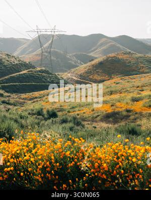 Poppies avec vue sur collines et montagnes à Walker Canyon, dans la région de Lake Elsinore, Californie Banque D'Images