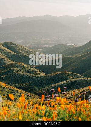 Poppies avec vue sur collines et montagnes à Walker Canyon, dans la région de Lake Elsinore, Californie Banque D'Images
