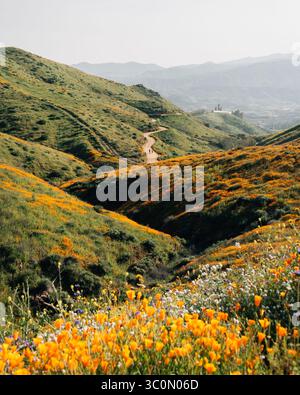 Poppies avec vue sur les collines et la piste à Walker Canyon, dans la région de Lake Elsinore, Californie Banque D'Images