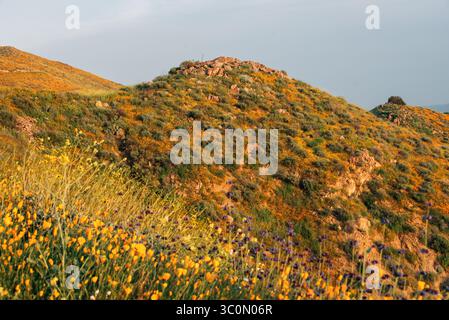 Les coquelicots et les collines de Walker Canyon, dans la région de Lake Elsinore, Californie Banque D'Images