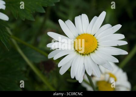 Gros plan de marguerites blanches avec des centres jaunes prospérant dans un jardin animé à la fin du printemps sous un ciel bleu clair. Banque D'Images