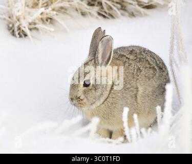 18 décembre 2018 - Sweetwater, WY, États-Unis d'Amérique - Un chalet de montagne dans la neige au Seedskadee National Wildlife refuge dans le comté de Sweetwater, Wyoming. (Crédit image : © Tom Koerner via ZUMA Wire) Banque D'Images
