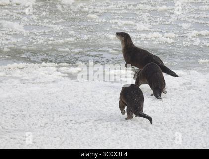 20 décembre 2018 - Sweetwater, WY, États-Unis d'Amérique - Un groupe de loutres de rivière du Nord font la course sur la glace le long de la rivière Green au Seedskadee National Wildlife refuge dans le comté de Sweetwater, Wyoming. Les loutres de rivière sont courantes chez les réfugiés sauvages, mais elles sont difficiles à voir car elles craignent les humains. (Crédit image : © Tom Koerner via ZUMA Wire) Banque D'Images