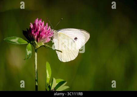 Grand Blanc, aussi appelé papillon de chou ou Blanc de chou (pieris brassicae), papillon blanc avec des marques brunes appartenant à la famille des Pieridae Banque D'Images