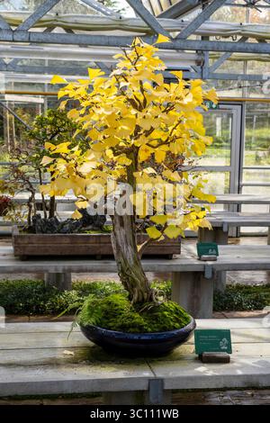 L'Arboretum de la Vallée-aux-loups à Chatenay-Malabry (région parisienne). Bonsaï dans la serre de bonsaï en automne Banque D'Images