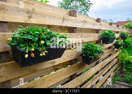 Plants de fraises fleuris et fruitiers dans des récipients sur une clôture en bois. Décoration de jardin. Banque D'Images
