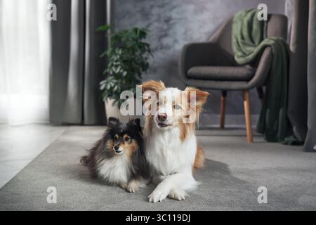 Deux chiens se détendent l'un à côté de l'autre sur un tapis dans un salon confortable, lumière douce de l'après-midi. Banque D'Images