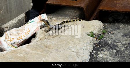 Baby Monitor Lizard Banque D'Images