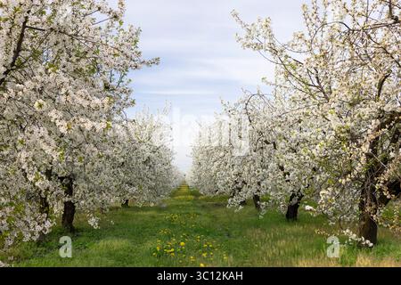 Beau jardin avec une avenue de cerisiers fleuris. Campagne à la saison de printemps. Banque D'Images
