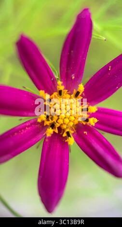 Rose cosmos (aster mexicain) fleur macro photo Banque D'Images