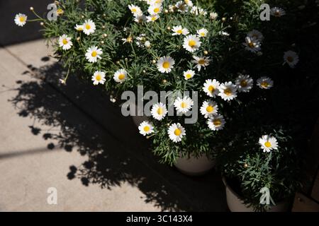 Jardin fleuri Daysies Leucanthemum vulgare, communément connu sous le nom de Marguerite de bœuf, Marguerite de bœuf, Marguerite de chien mis en pot au magasin de fleurs grec au printemps. Horizontal. Lumière du jour. Banque D'Images