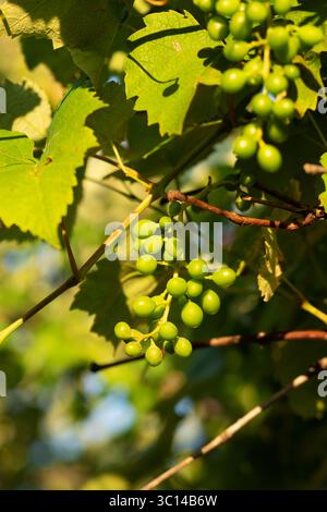 Le cadre vertical capture de petites baies de raisin vertes suspendues sous le feuillage tapissé, illustrant la croissance précoce du vignoble et l'abondance naturelle de l'été. Banque D'Images