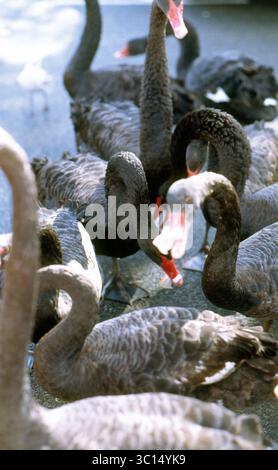Les cygnes noirs se nourrissent sur Riverside Path, Perth, Australie Banque D'Images