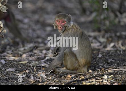 Singe rhésus (Macaca mulatta), parc national de Corbett, près de Ramnagar, État d'Uttarakhand, Inde Banque D'Images