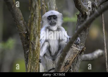 Langur gris terai (Semnopithecus hector), juvénile, portrait, Parc National de Corbett, près de Ramnagar, Etat d'Uttarakhand, Inde Banque D'Images