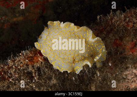 Nudibranche de mer blanche avec des points jaunes, escargot étoile jaune-violet escargot étoile (Felimare Picta), sur le fond marin dans la mer Méditerranée près de Hyères, plongée Banque D'Images