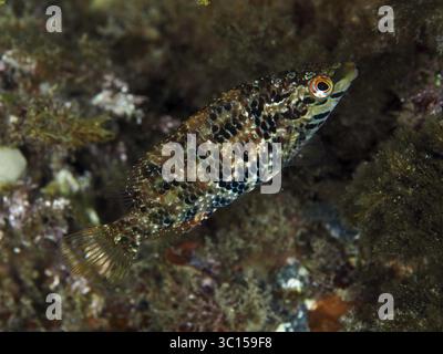 Petit poisson à l'aspect camouflé et motif complexe, wrasse à cinq taches (Symphodus roissali), caché dans les fonds marins dans la mer Méditerranée ne Banque D'Images
