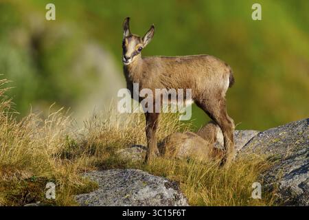 Un curieux jeune chamois se tient sur un rocher, accompagné d'un cerf au repos dans l'herbe, chamois, chamois, (Rupicapra rupicaprae), fauve, faune, Vosges Banque D'Images