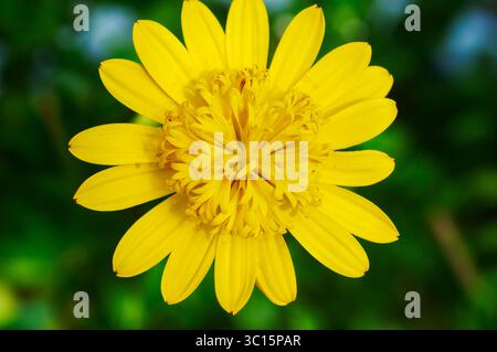 Un ostéospermum jaune double éclatant en gros plan contre un fond vert Banque D'Images