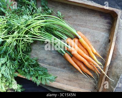La carotte. Carottes fraîches bunch. Jeunes carottes. Les matières organiques fraîches carottes orange. Végétalien sain des légumes. Banque D'Images
