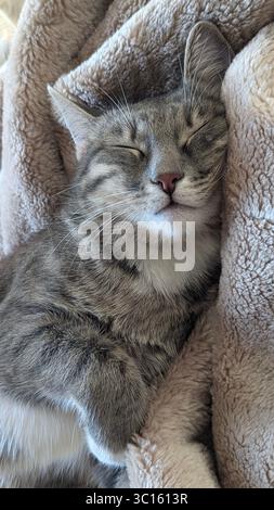 Scène confortable et paisible d'un chat tabby gris rayé couché sur un lit blanc propre de couleur claire, se toilettant lui-même Banque D'Images