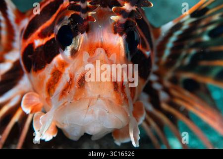 Vue d'un poisson-lion saisissant, ses épines venimeuses un halo ardent, regarde avec des yeux percés dans les profondeurs de l'océan, Pemuteran, Bali, Indonésie. Banque D'Images