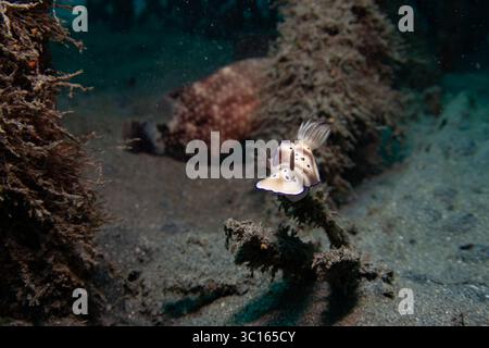 Vue d'une nudibranche, avec son corps tacheté blanc et brun délicat, rampant le long d'une branche sombre et texturée au milieu du fond sablonneux de l'océan, Pemuteran, Bali, Indonésie. Banque D'Images