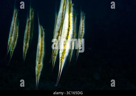 Vue d'une école de crevettes minces glissent à travers les profondeurs ingrates de l'océan, leurs corps allongés chatoyants d'argent et d'or, Pemuteran, Bali, Indonésie. Banque D'Images