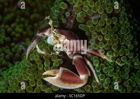 Vue d'un crabe de porcelaine, une petite merveille de l'océan, accrochée aux tentacules verts vibrants d'une anémone de mer, une danse de la vie se déroule sous l'eau, PE Banque D'Images