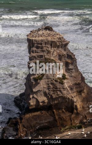 Journée ensoleillée sur la falaise rocheuse près de Muriwai Beach, Nouvelle-Zélande. Colonie d'oiseaux de mer d'accouplement appelée Gannets australiens. Banque D'Images