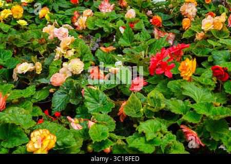 Un lit vibrant de bégonias en fleurs dans différentes nuances de rouge, rose, pêche et jaune entouré d'un riche feuillage vert dans un cadre de jardin luxuriant Banque D'Images